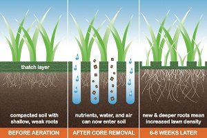 Lawn-aeration-before-after