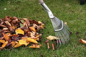 fall-cleanup