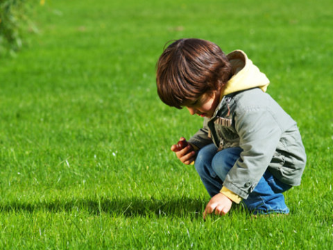 Lawn & Garden Care